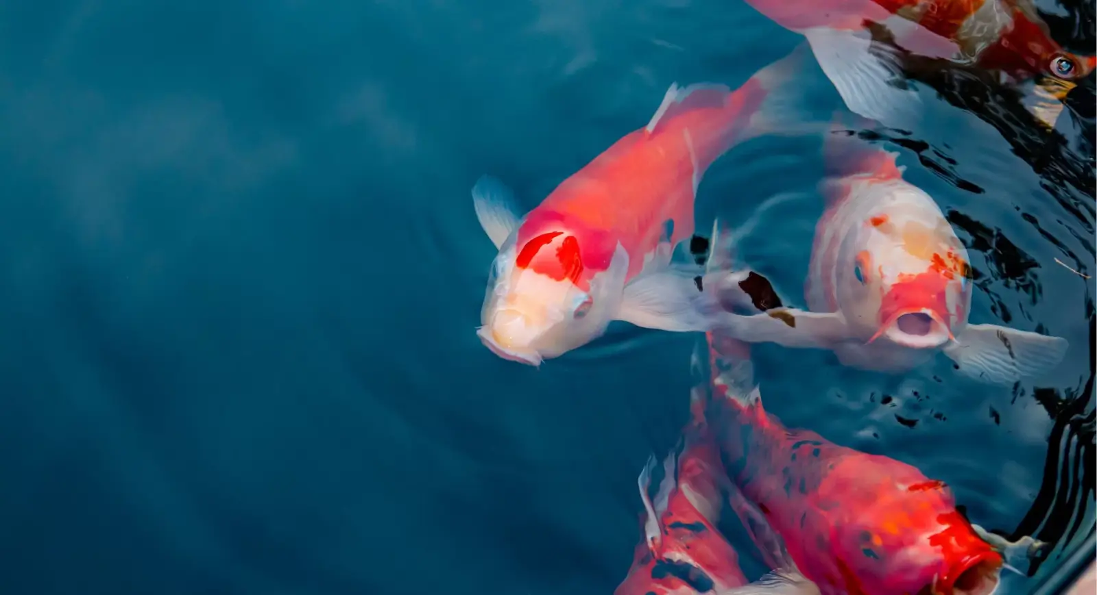 Koi fish in a pond, attracted to something enticing.